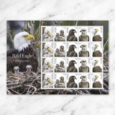 Bald Eagle: Hatchling to Adult Stamps Stamp | USPS.com