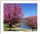raystown lake shoreline flowering trees.jpg