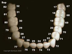 Tooth numbers lower